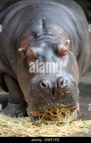 Eine Nahaufnahme von einem Nilpferd Stockfoto