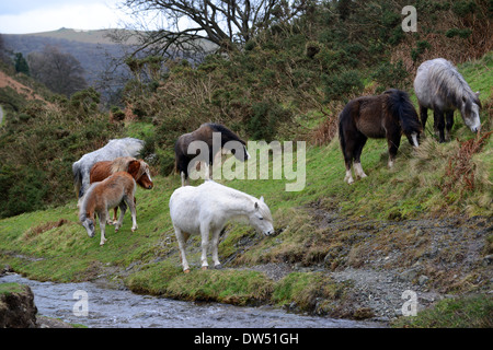 Wilde wilden Pferden am Carding Mill Valley auf der Long Mynd in Shropshire, England Uk. Pony Ponys auf dem National Trust Land Stockfoto