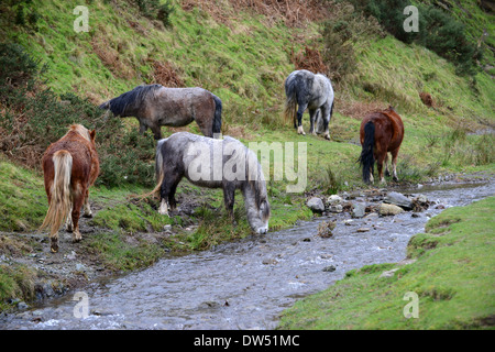 Wilde wilden Pferden am Carding Mill Valley auf der Long Mynd in Shropshire, England Uk. Pony Ponys auf dem National Trust Land Stockfoto