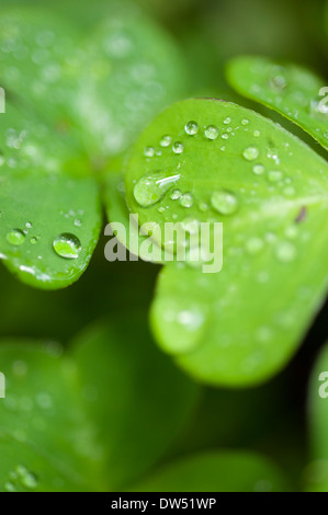 Kleeblätter mit Tau auf den Blättern in Nordkalifornien Stockfoto