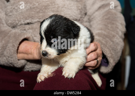 Vier Wochen alten Border-Collie-Welpen Stockfoto