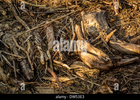 Treibholz angespült am Strand, Staithes, UK. Stockfoto