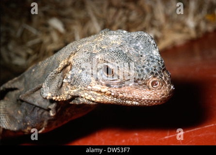 Nördlich afrikanischen stacheligen angebundene Eidechse (Dornschwanzagamen Acanthinura), Agamidae, Nordafrika Stockfoto