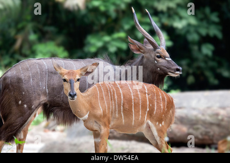 Nyala afrikanische gehörnten Antilopen männliche und weibliche paar Stockfoto
