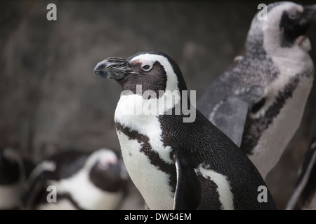 Afrikanischer Penguin oder Jackass Penguin Closeup Portrait Stockfoto