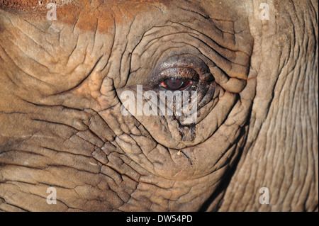 Östlichen Spitzmaulnashorn (Diceros Bicornis Michaeli) Stockfoto