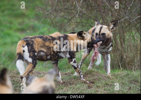 Afrikanische Wildhunde (LYKAON Pictus) Stockfoto