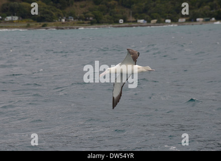 Nördlichen royal Albatros (Diomedea Sanfordi) fliegen schließen Küstenfischerei in stürmischen Wetterbedingungen, Südinsel, Neuseeland Stockfoto