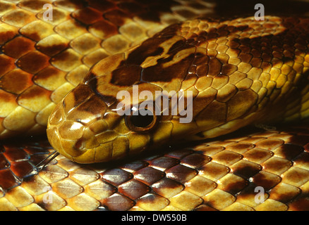 Florida Pine Snake Pituophis Melanoleucus 'gelb', Colubridae, USA Stockfoto