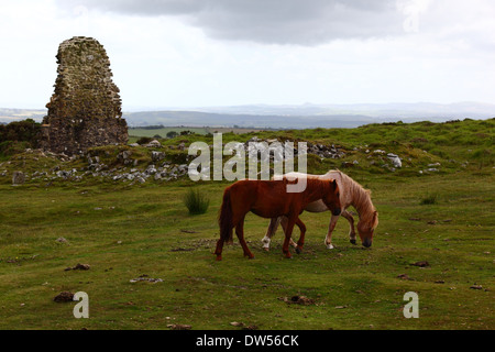 Wilde Bodmin Ponys und Ruinen der alten Tine Mine, Bodmin Moor, Cornwall, England Stockfoto