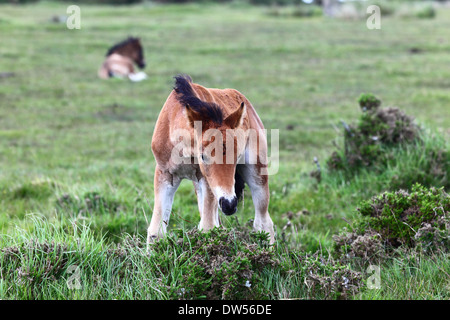 Junge Wilde Ponys, Bodmin Moor, Cornwall, England Stockfoto
