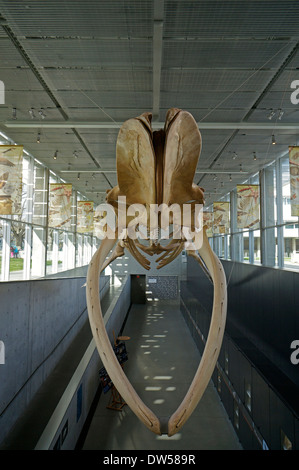 Blauwal Skelett, Beaty Biodiversität Museum an der University of British Columbia, Vancouver, BC, Kanada Stockfoto