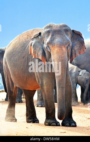 indischer Elefant Elefanten Jumbo stärkste Stockfoto