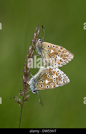 Adonis blue Butterfly, Lysandra bellargus Stockfoto