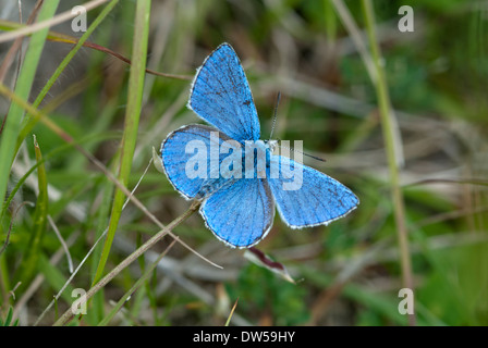 Adonis blue Butterfly, Lysandra bellargus Stockfoto