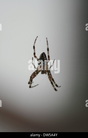 Kreuzspinne sitzt im Netz Stockfoto