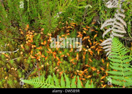 Polytrichum Moss - Polytrichum Kommune Stockfoto