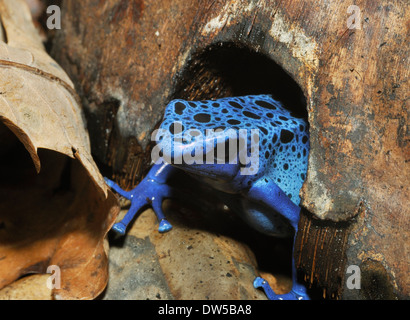 Blue Poison Frog - Dendrobates Tinctorius Azureus seltene Arten aus Surinam Stockfoto