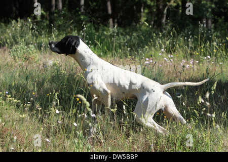 English Pointer Hund / Erwachsene zeigt in einem Wald Stockfoto