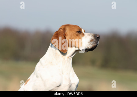 English Pointer Hund / Erwachsene Porträt Stockfoto