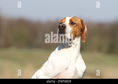 English Pointer Hund / Erwachsene Porträt Stockfoto