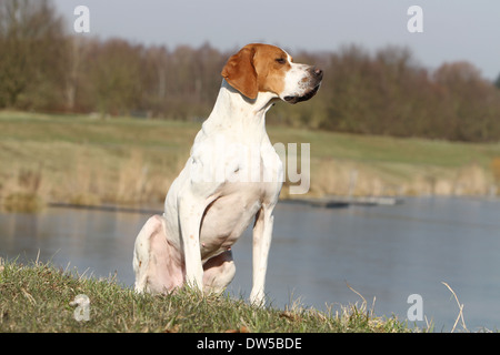 English Pointer Hund / Erwachsene sitzen am Rande eines Sees Stockfoto