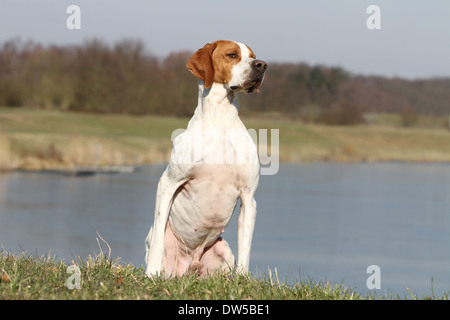 English Pointer Hund / Erwachsene sitzen am Rande eines Sees Stockfoto