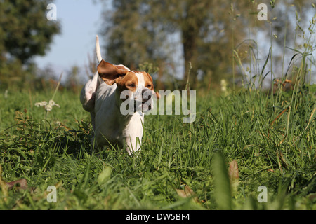 English Pointer Hund / Erwachsene laufen auf einer Wiese Stockfoto