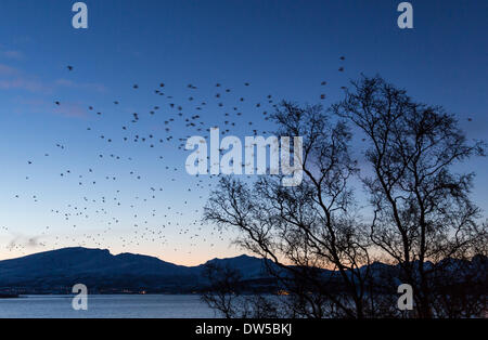 AAS-Krähe Schwarm In Dämmerung, Corvus Corone Stockfoto