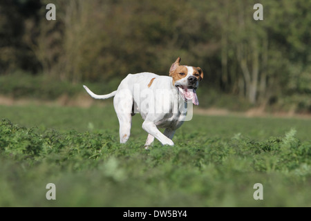 English Pointer Hund / Erwachsene in einem Feld Stockfoto