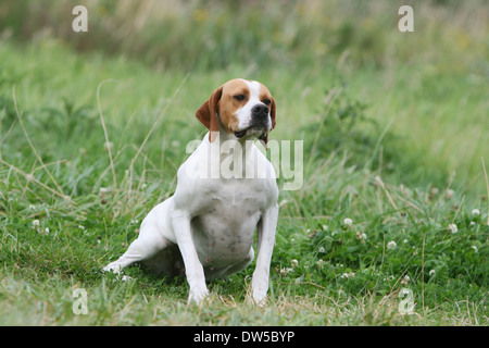 English Pointer Hund / Erwachsene sitzen auf einer Wiese Stockfoto