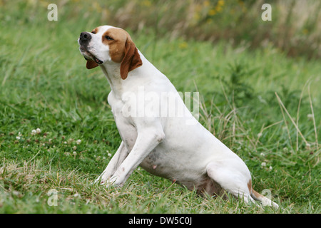 English Pointer Hund / Erwachsene sitzen auf einer Wiese Stockfoto