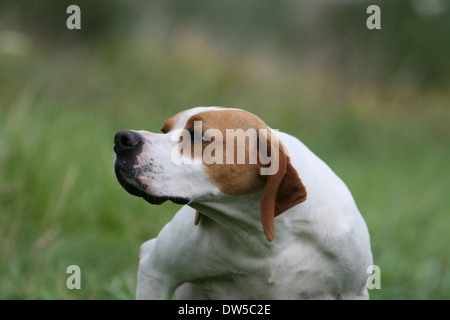 English Pointer Hund / Erwachsene Porträt Stockfoto