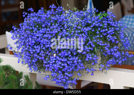 Blaue Lobelie Blumen Stockfoto