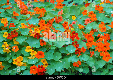 Rot gelb Kapuzinerkresse Blüten und Blätter von Tropaeolum majus Stockfoto