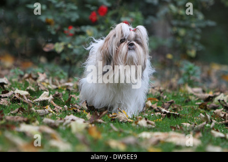 Shih Tzu Hund / Erwachsene zu Fuß in einem Park Stockfoto