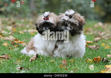 Shih Tzu Hund / zwei Welpen sitzen in einem Park Stockfoto
