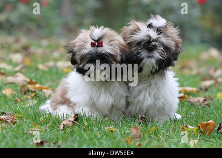 Shih Tzu Hund / zwei Welpen sitzen in einem Park Stockfoto