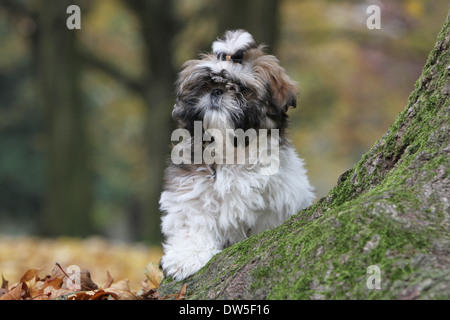 Shih Tzu Hund / Welpe sitzt in einem Park Stockfoto