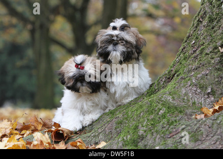 Shih Tzu Hund / zwei Welpen hinter einem Baum Stockfoto