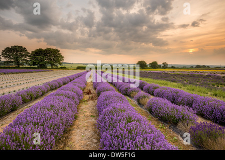 Alton Lavender Farm, Hampshire, UK Stockfoto