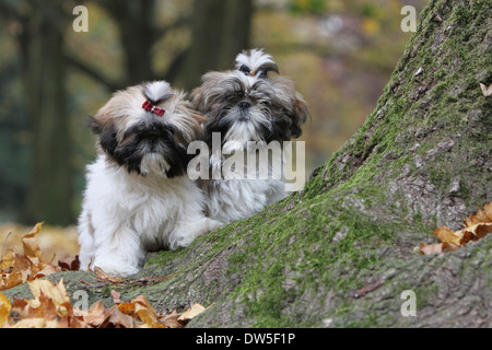 Shih Tzu Hund / zwei Welpen sitzen in einem Wald Stockfoto