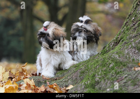 Shih Tzu Hund / zwei Welpen sitzen in einem Holz Stockfoto