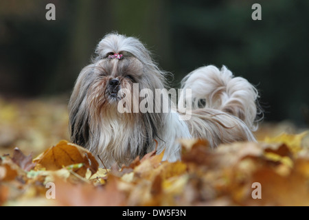 Shih Tzu Hund / Erwachsene liegend in einem Park Stockfoto