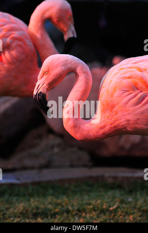 Rosa Flamingo im Flamingo Hotel Casino Resort in Las Vegas, Nevada, USA Stockfoto