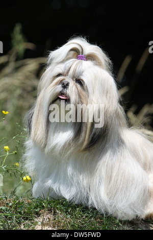 Shih Tzu Hund / Erwachsene Porträt Stockfoto