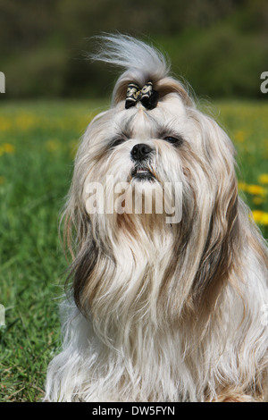 Shih Tzu Hund / Erwachsene Porträt Stockfoto