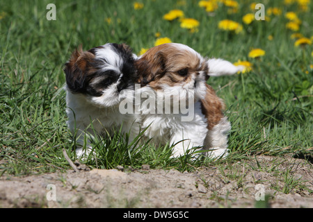 Shih Tzu Hund / zwei Welpen stehen auf einer Wiese Stockfoto