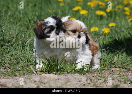 Shih Tzu Hund / zwei Welpen stehen auf einer Wiese Stockfoto