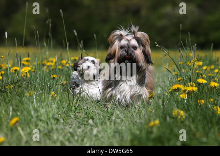 Shih Tzu Hund / Welpen und junge läuft auf einer Wiese Stockfoto